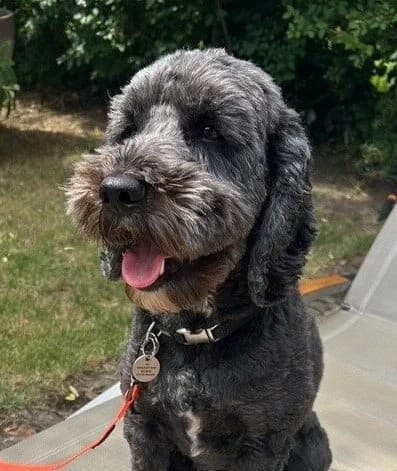 Lenny,  (All Dogs Matter)