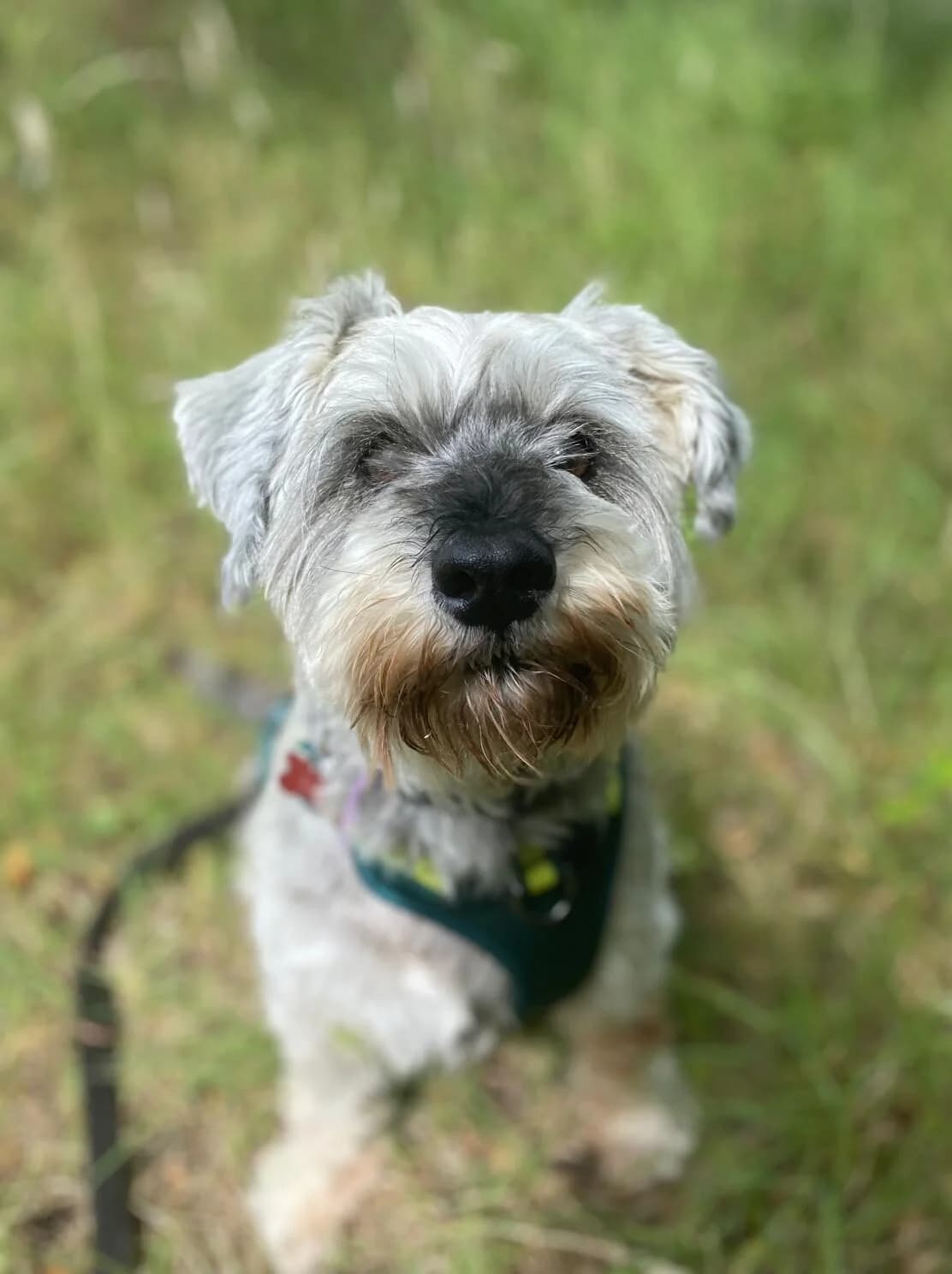 Leo,  (All Dogs Matter)