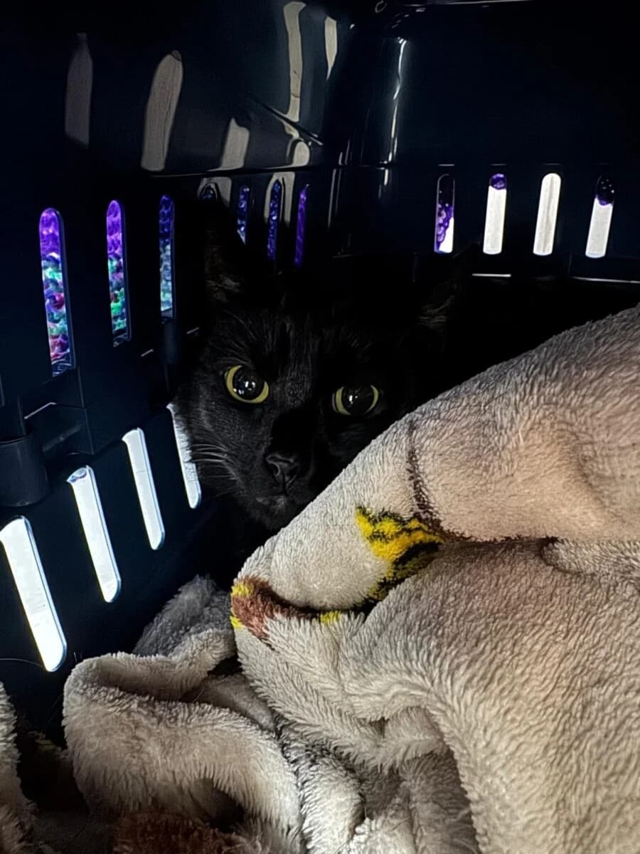 Leroy,  Mixed Breed for adoption at Newcastle Dog and Cat Shelter, Newcastle