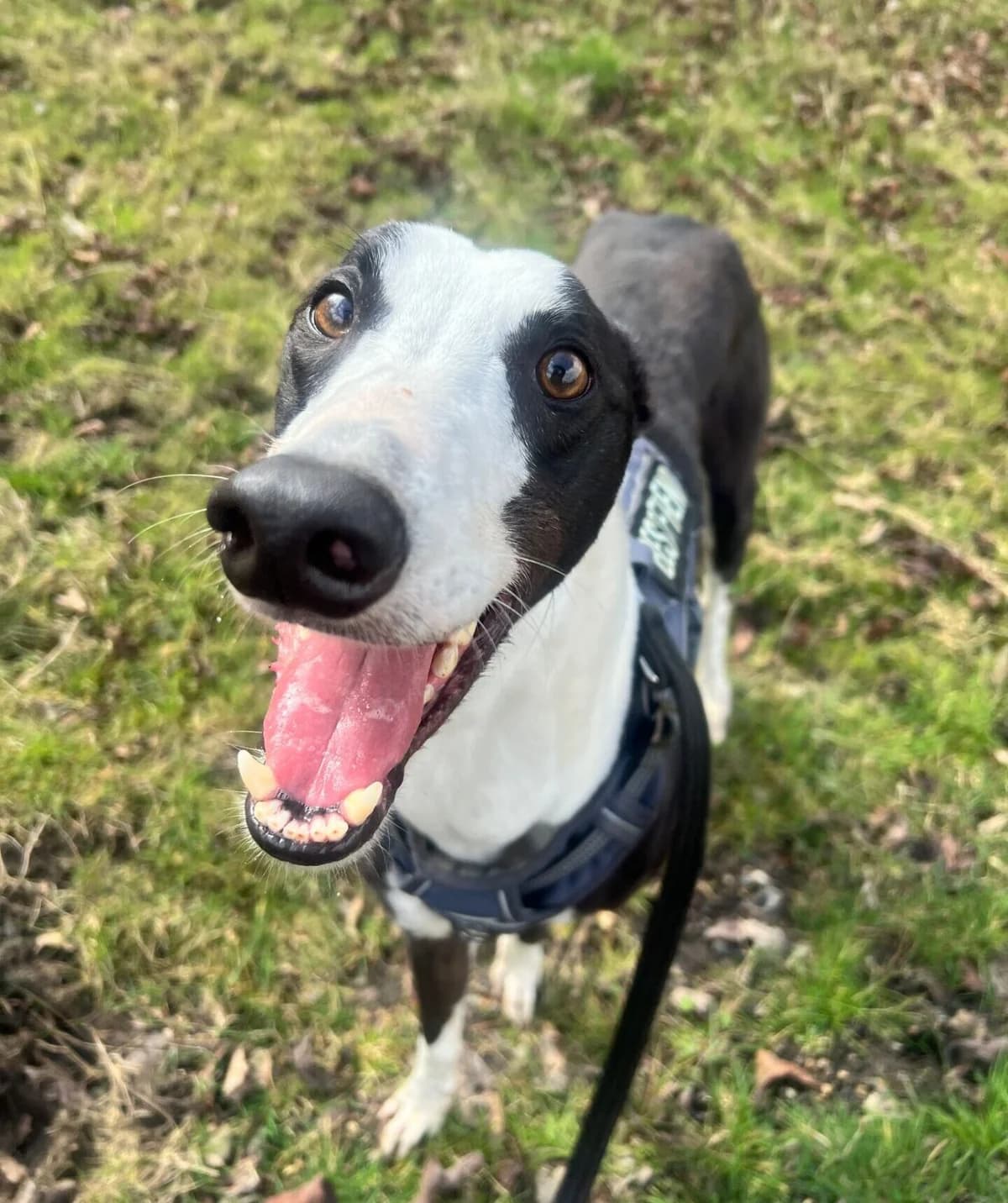 Lesley,  (All Dogs Matter)