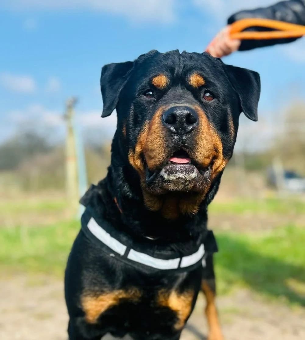 Kingsley,  (All Dogs Matter)