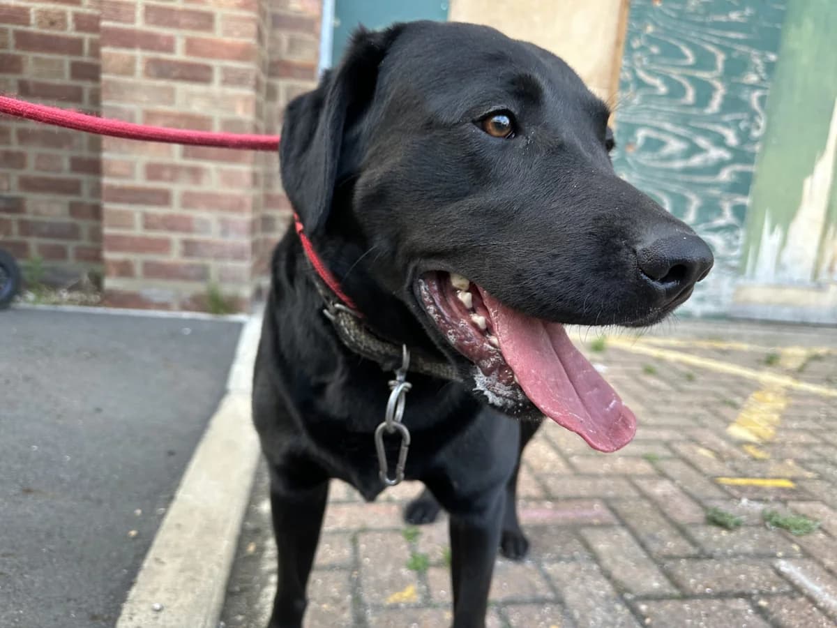 Lester,  (All Dogs Matter)