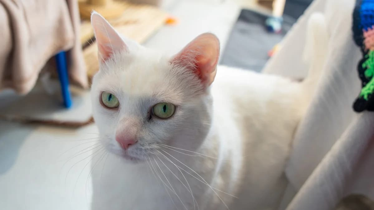 Lexie,  mixed breed for adoption at Wood Green, London