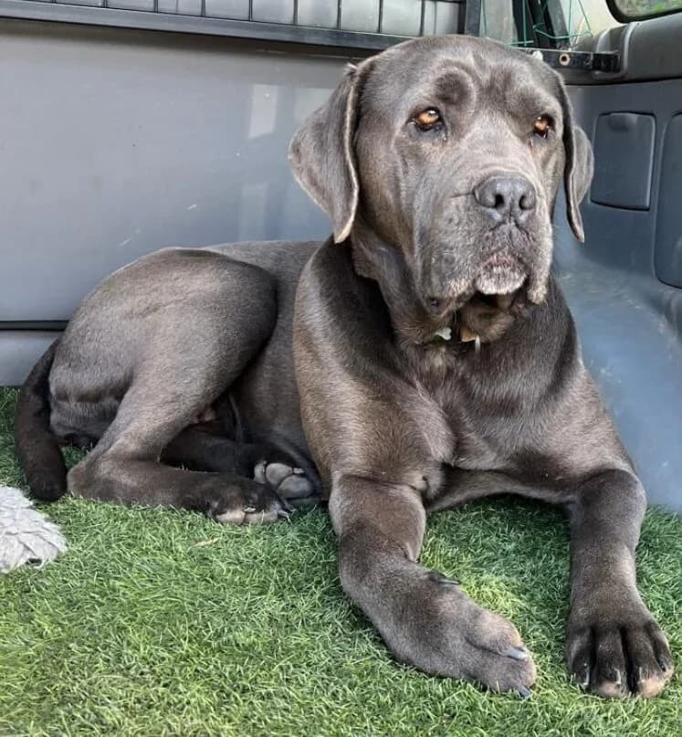 Lilac,  (All Dogs Matter)