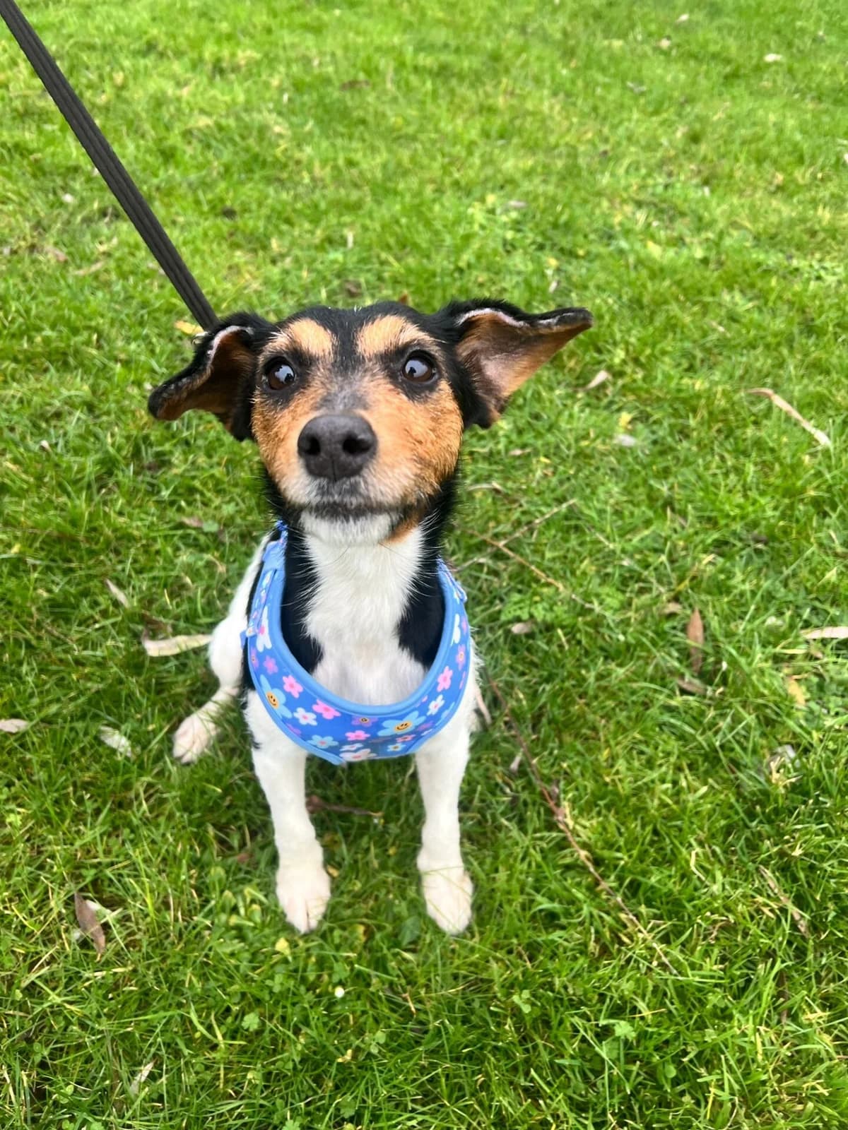 Lily,  (All Dogs Matter)
