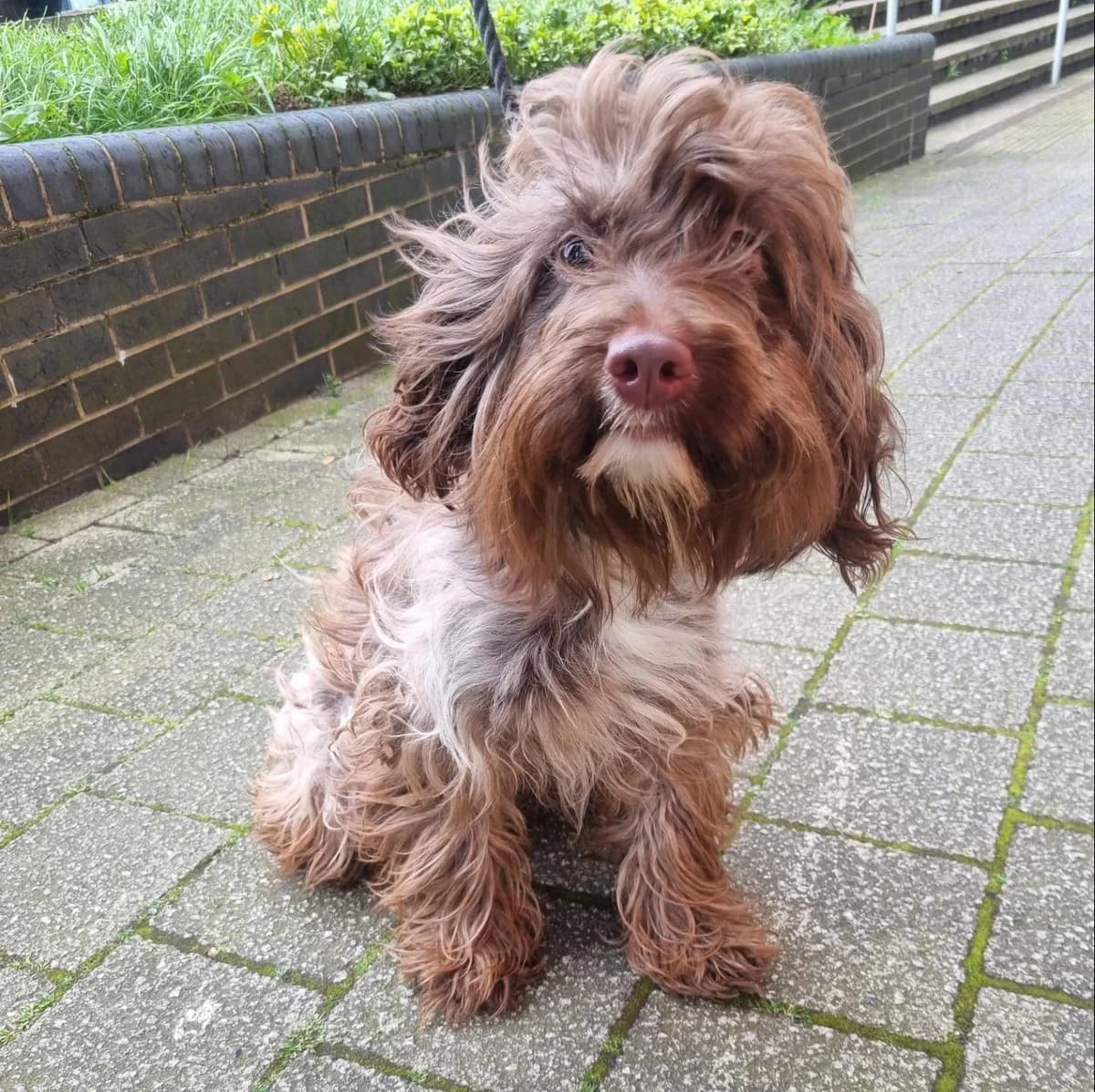 Linda,  (All Dogs Matter)
