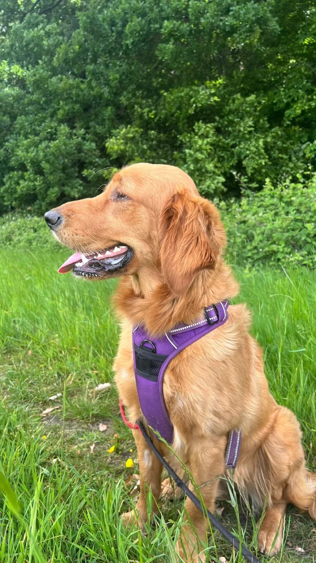 Lindy,  (All Dogs Matter)