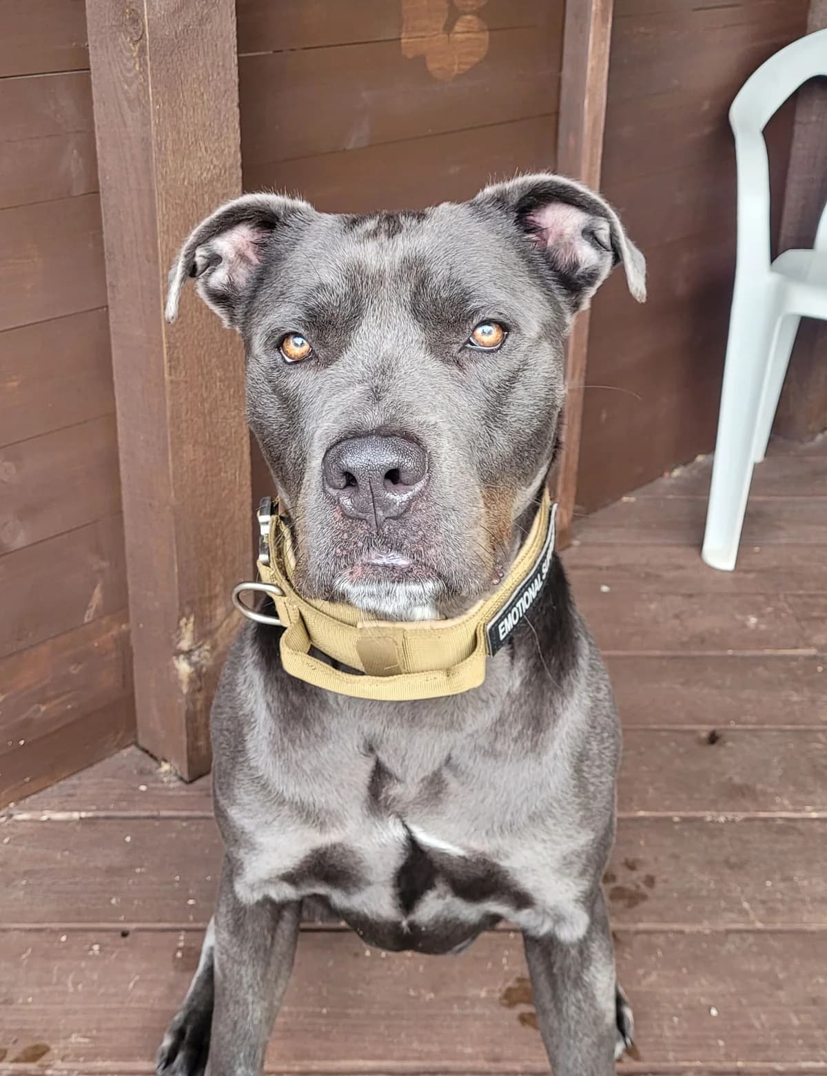 Lionel, Mixed Breed (Freshfields Animal Rescue)