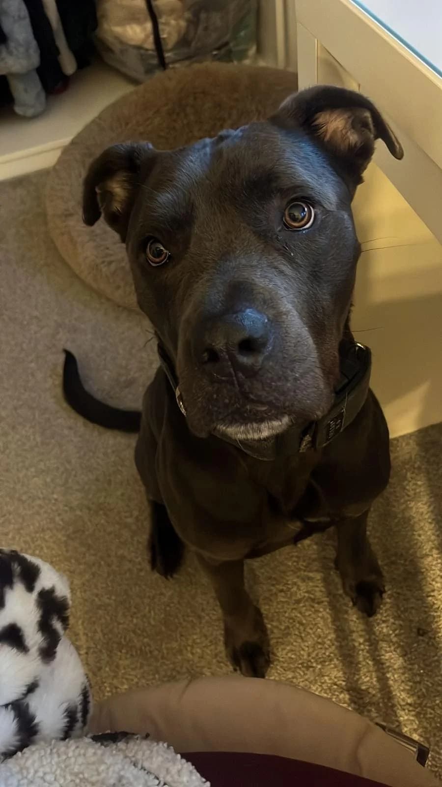 Lionel, male Mixed Breed for adoption at Freshfields Animal Rescue, Liverpool photo 2