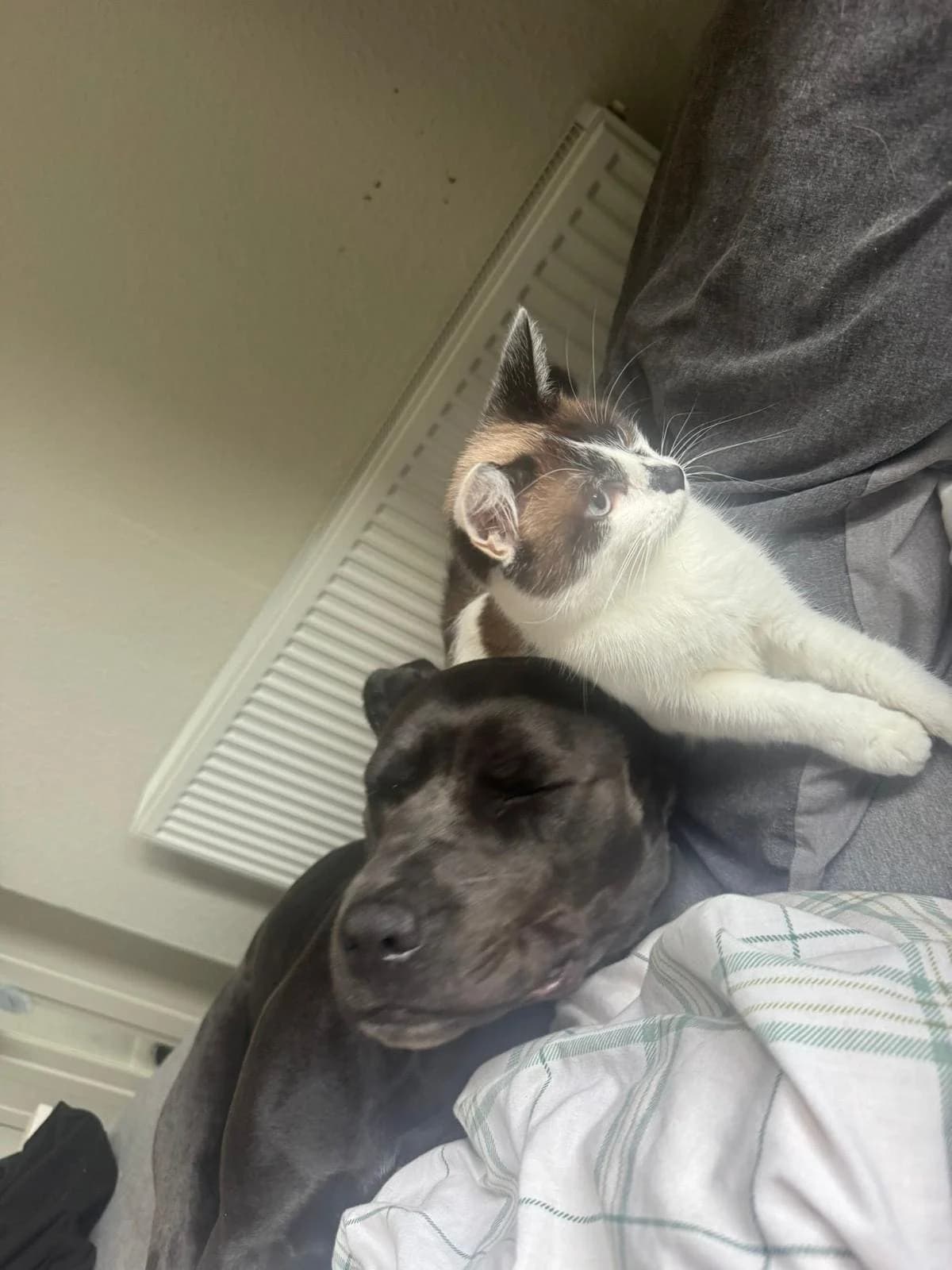 Lionel, male Mixed Breed for adoption at Freshfields Animal Rescue, Liverpool photo 3