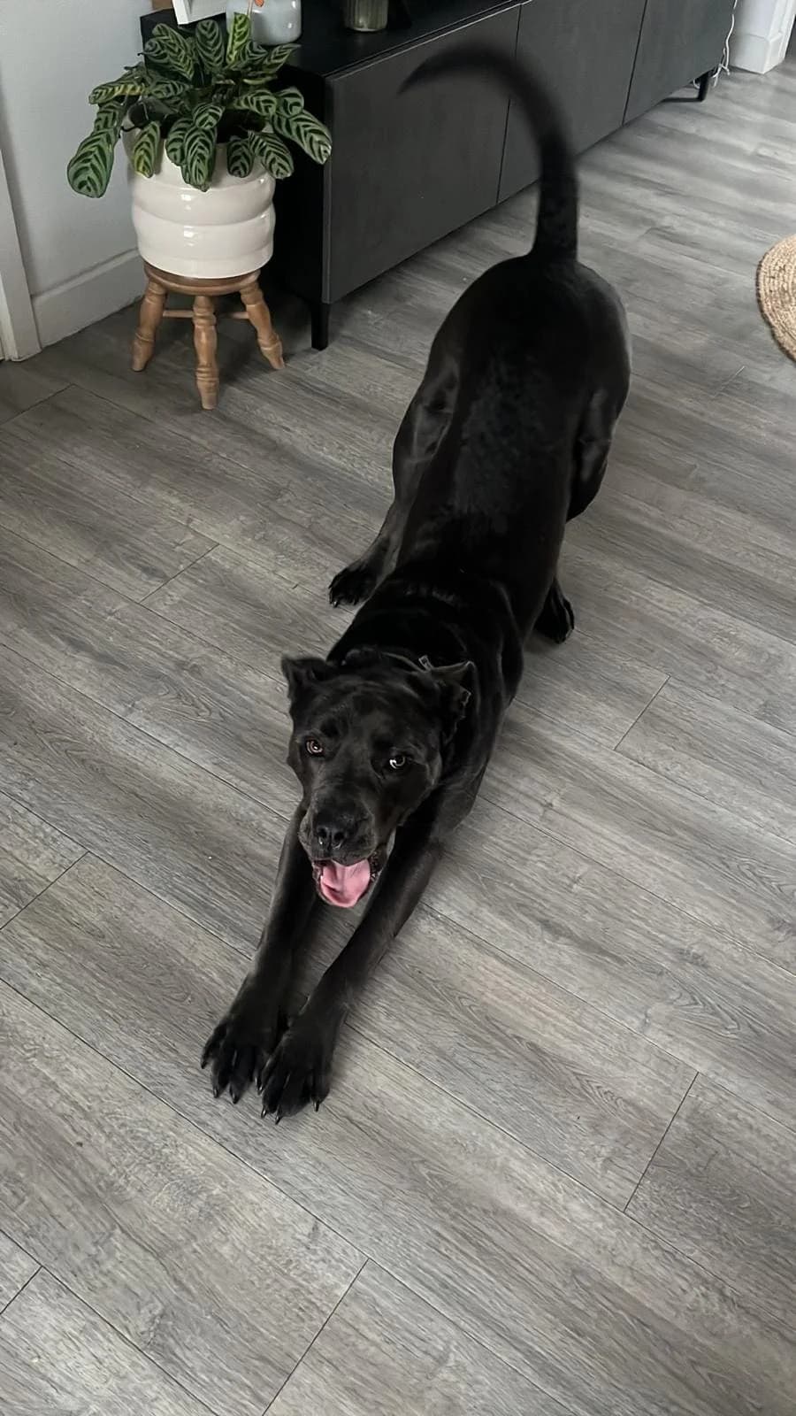 Lionel, male Mixed Breed for adoption at Freshfields Animal Rescue, Liverpool photo 4