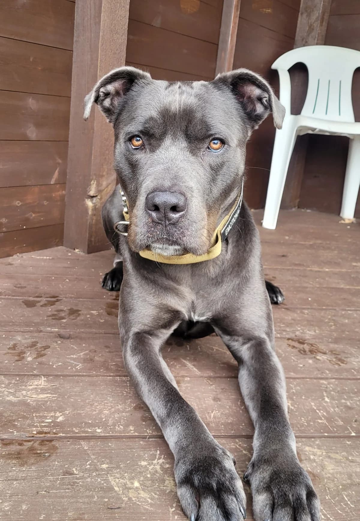 Lionel, male Mixed Breed for adoption at Freshfields Animal Rescue, Liverpool photo 5