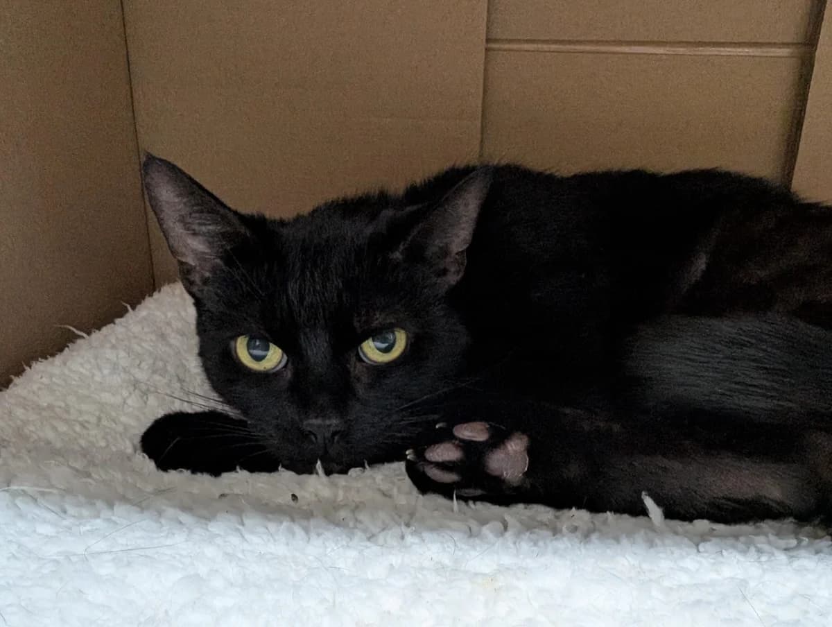 Liquorice, male senior mixed breed for adoption at Edinburgh Dog and Cat Home, Edinburgh