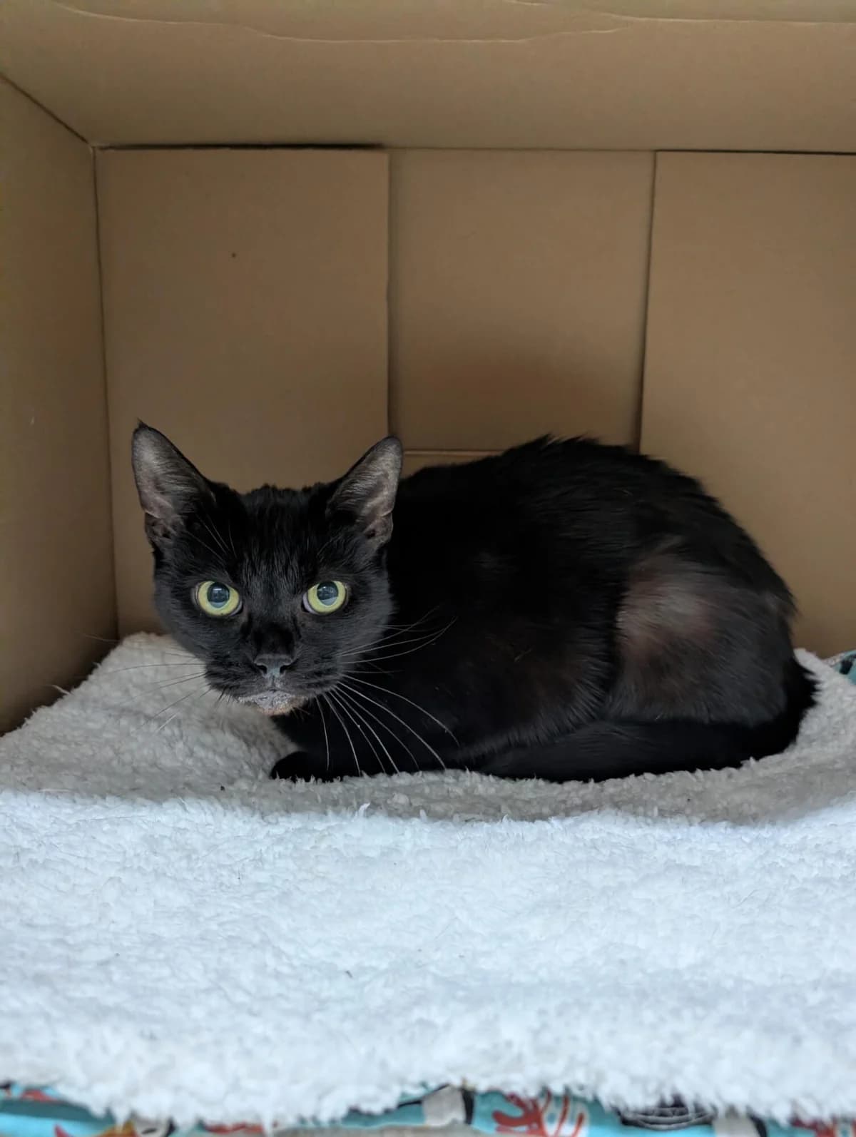 Liquorice, black male mixed breed for adoption at Edinburgh Dog and Cat Home, Edinburgh — photo 2 of 6