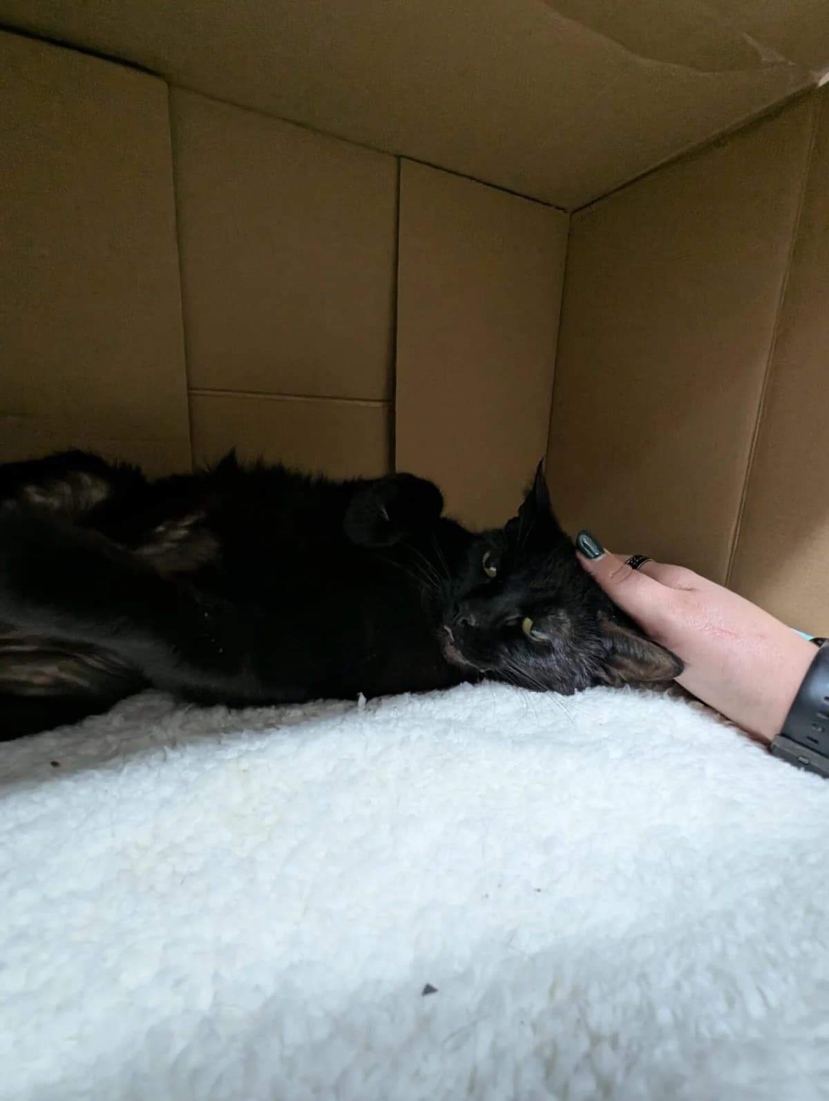 Liquorice, black male mixed breed for adoption at Edinburgh Dog and Cat Home, Edinburgh — photo 3 of 6