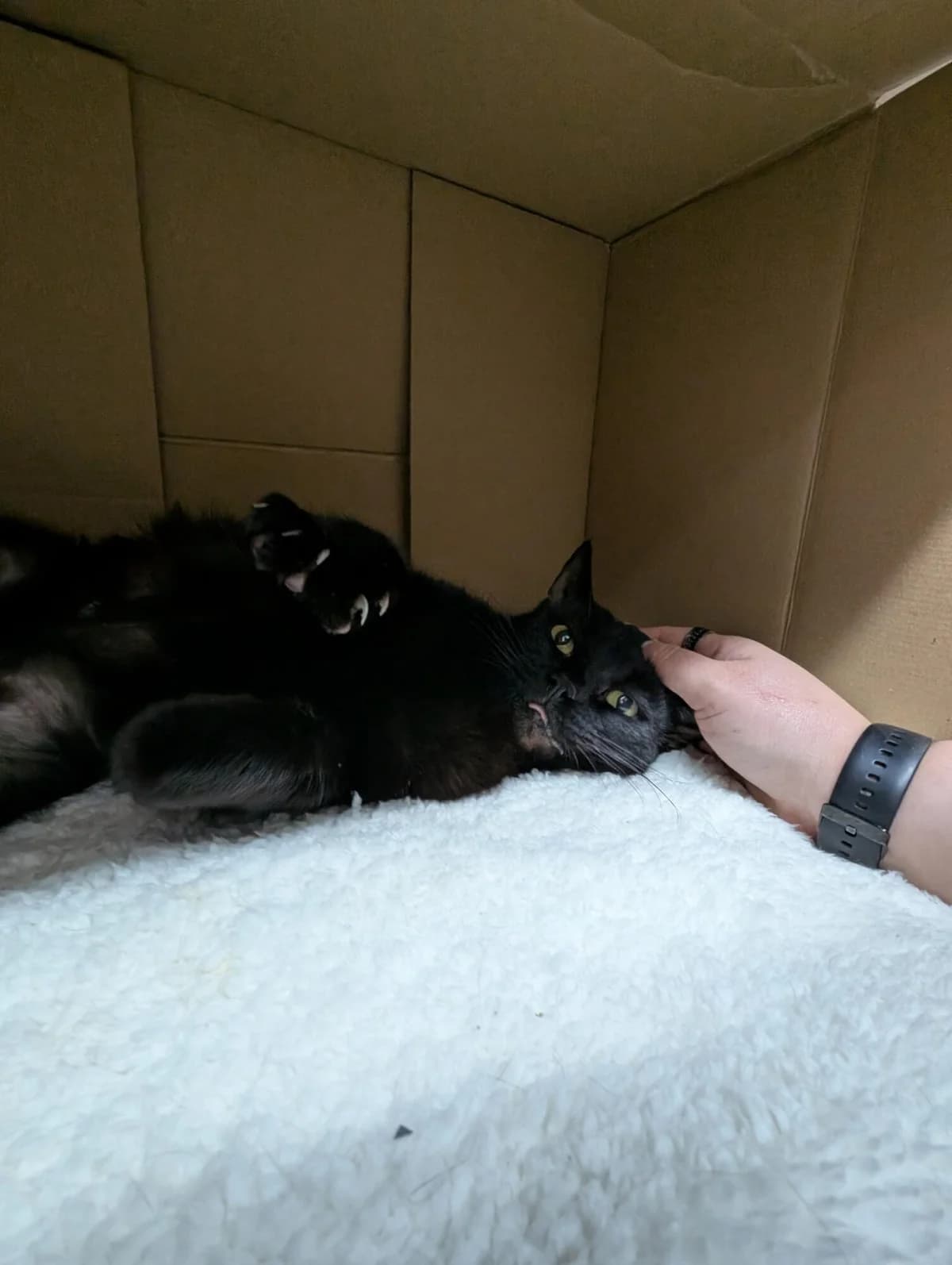 Liquorice, black male mixed breed for adoption at Edinburgh Dog and Cat Home, Edinburgh — photo 4 of 6