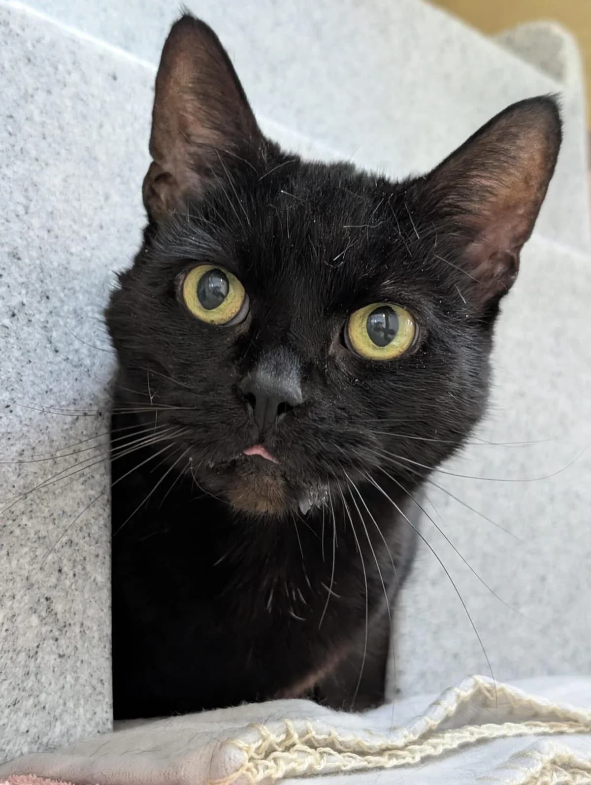 Liquorice, black male mixed breed for adoption at Edinburgh Dog and Cat Home, Edinburgh — photo 5 of 6