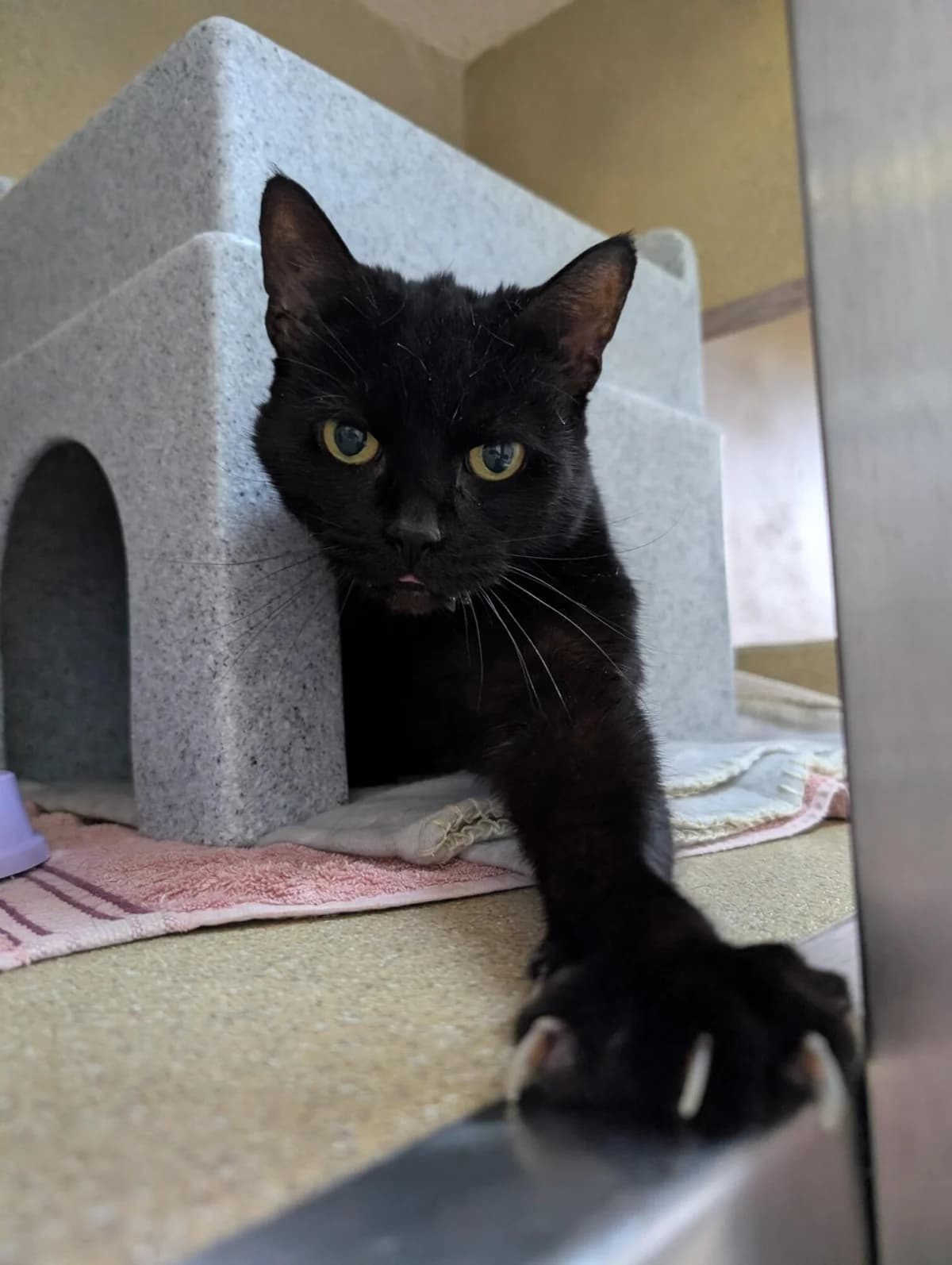 Liquorice, black male mixed breed for adoption at Edinburgh Dog and Cat Home, Edinburgh — photo 6 of 6