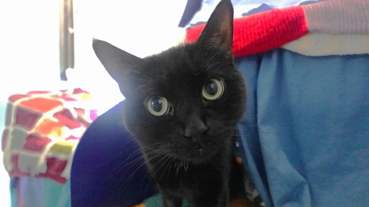 Little Gentleman photo 2