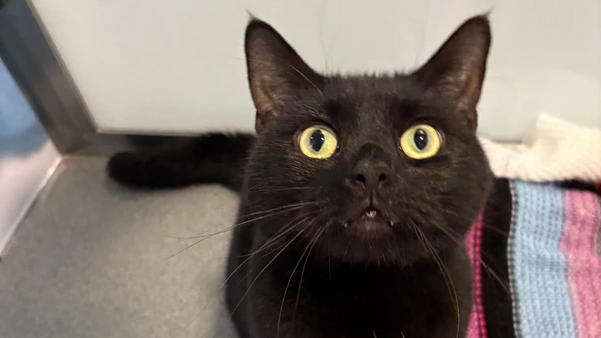 Little Gentleman photo 3