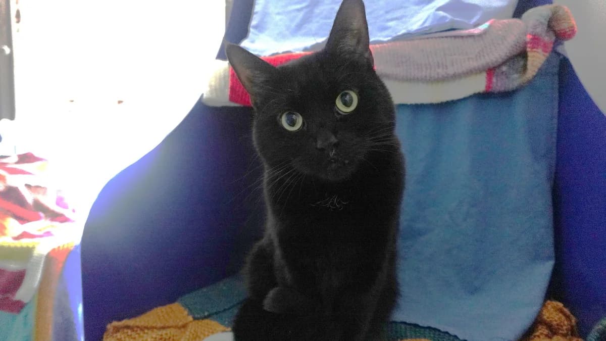 Little Gentleman photo 4