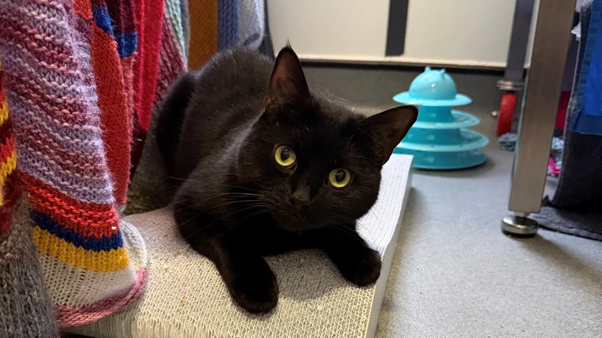 Little Gentleman photo 5