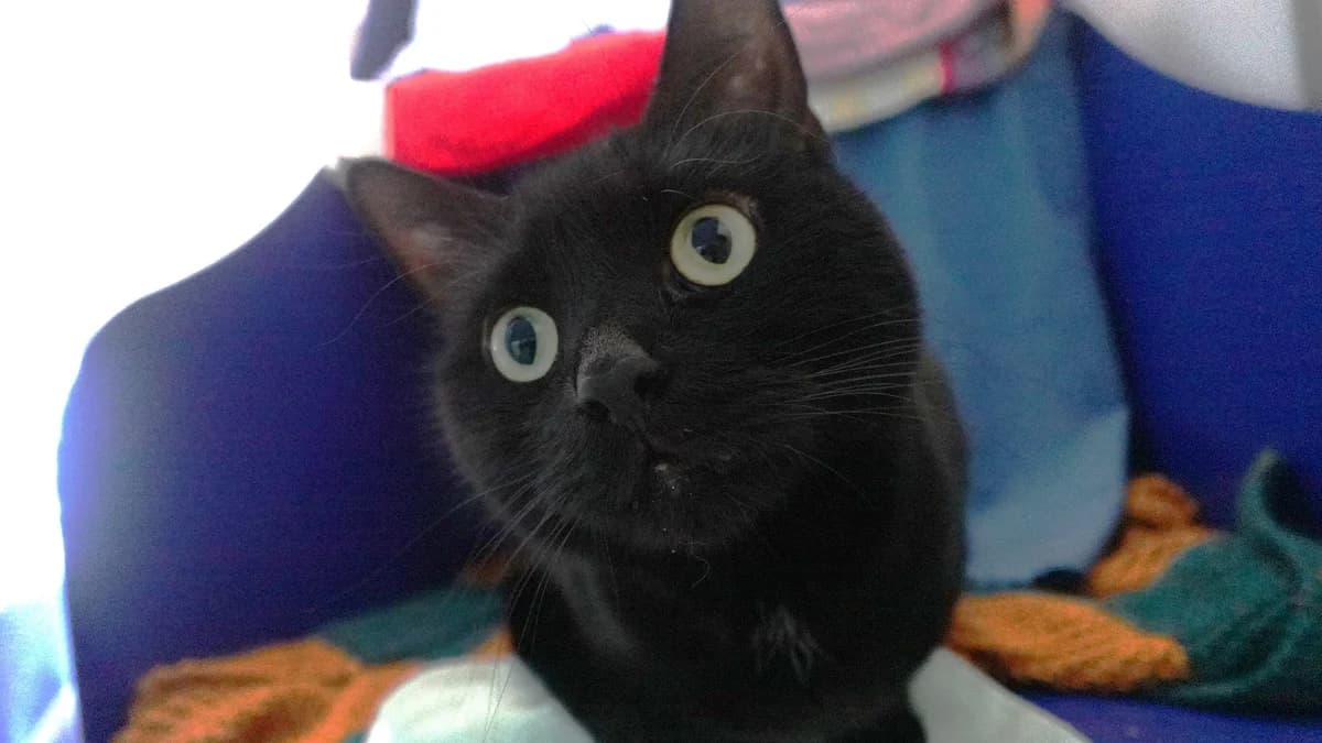 Little Gentleman photo 6