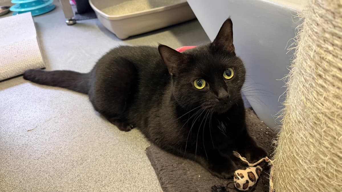 Little Gentleman photo 7