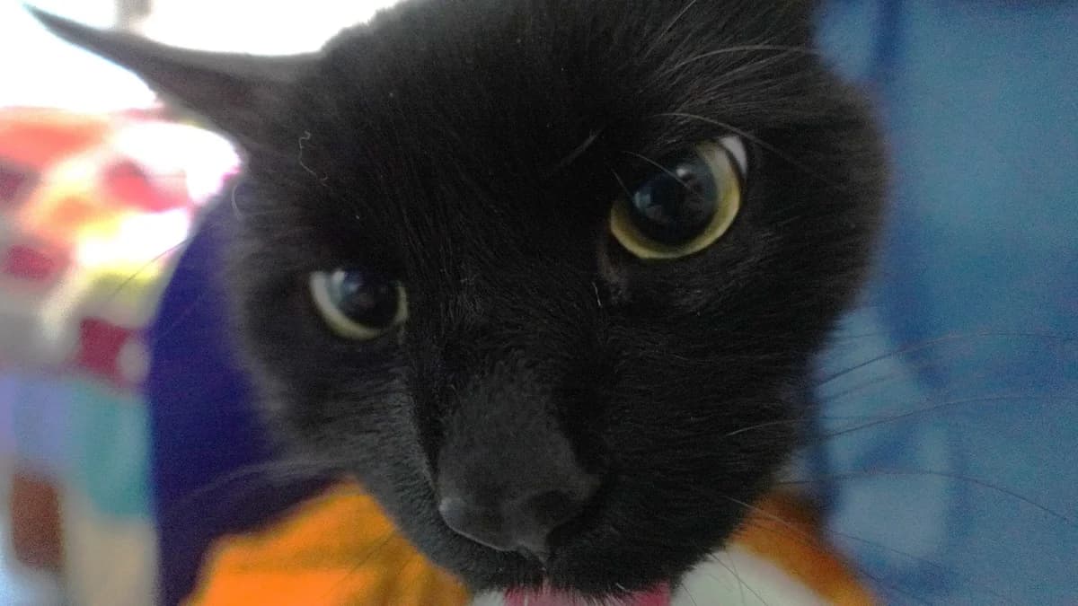 Little Gentleman photo 8