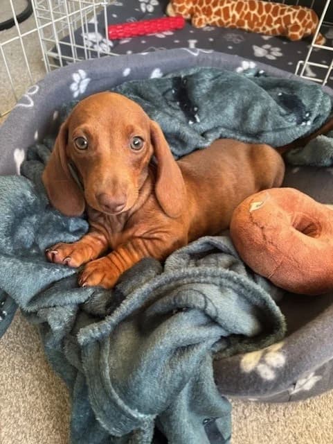 Little Sausage, female 4yo Dachshund for adoption at All Dogs Matter, London