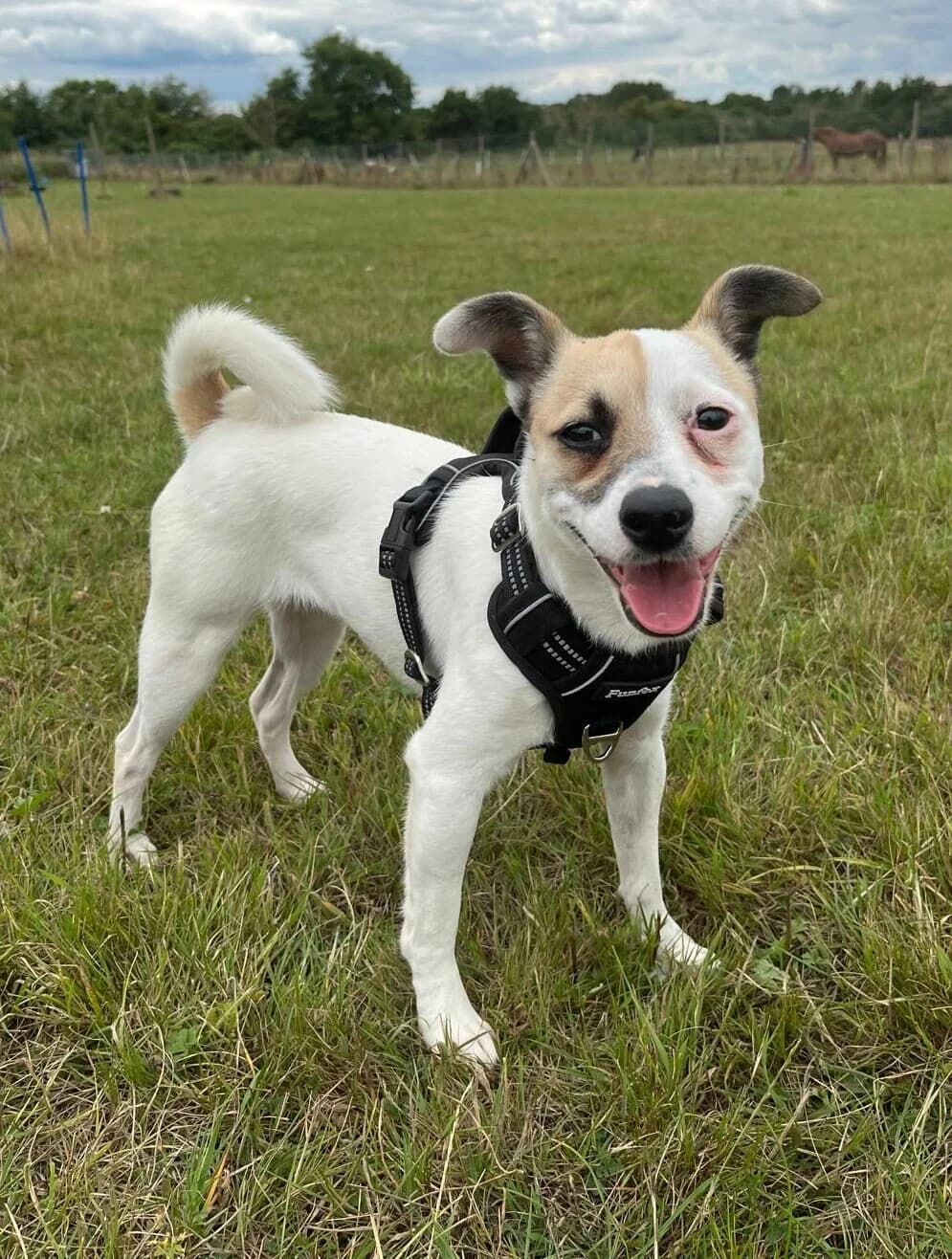 Lizzy,  (All Dogs Matter)