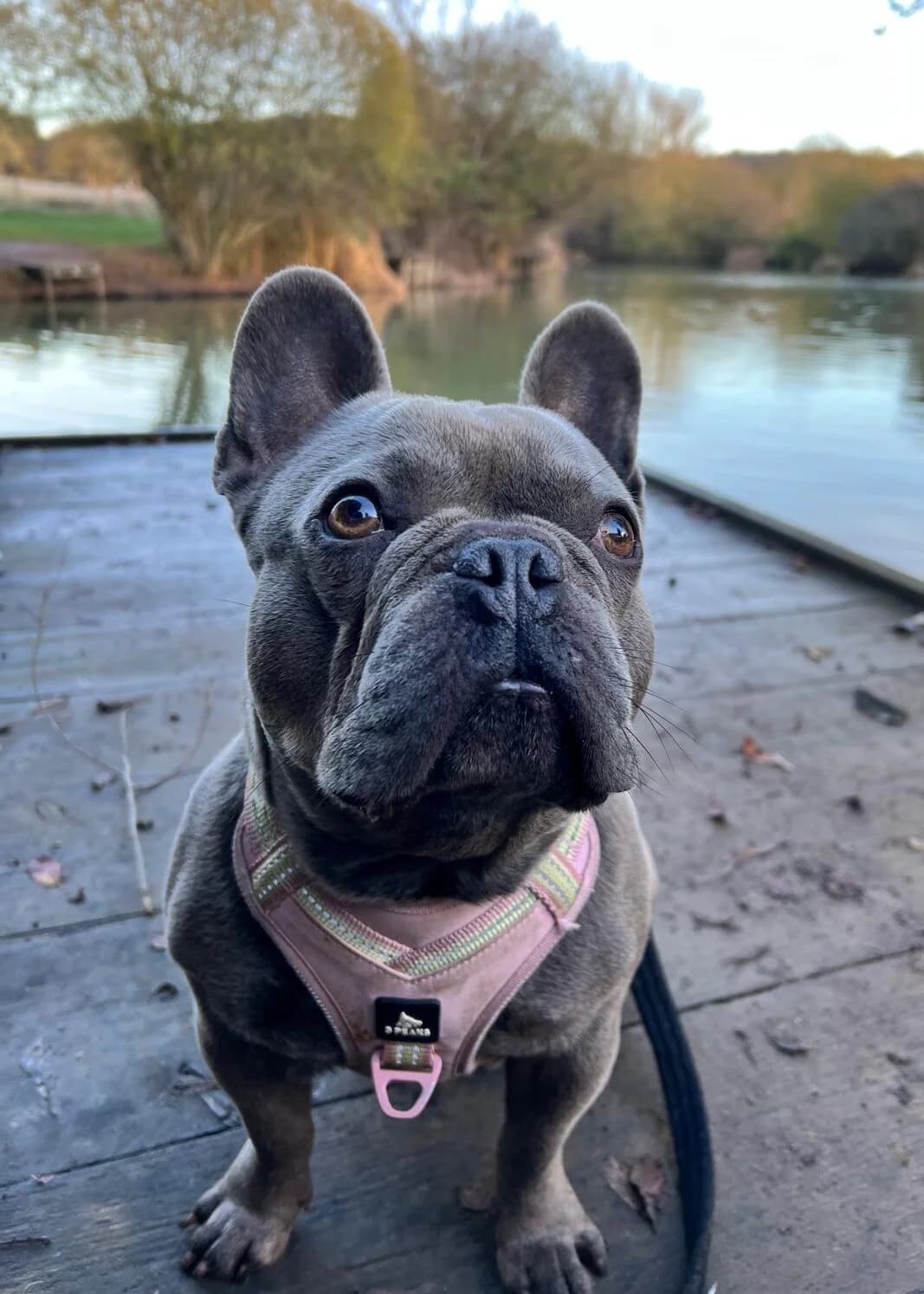 Lockie,  (All Dogs Matter)