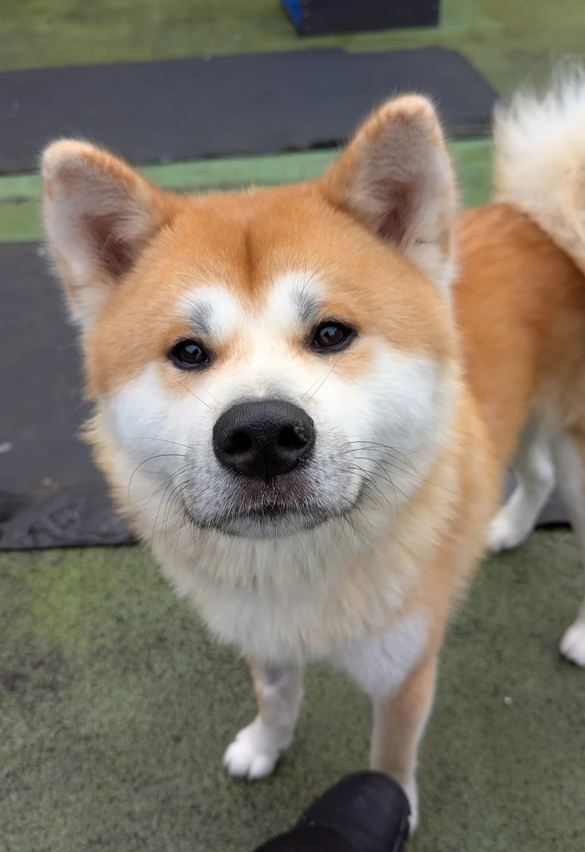 Loki, male Akita for adoption at Bristol Animal Rescue Centre, Bristol
