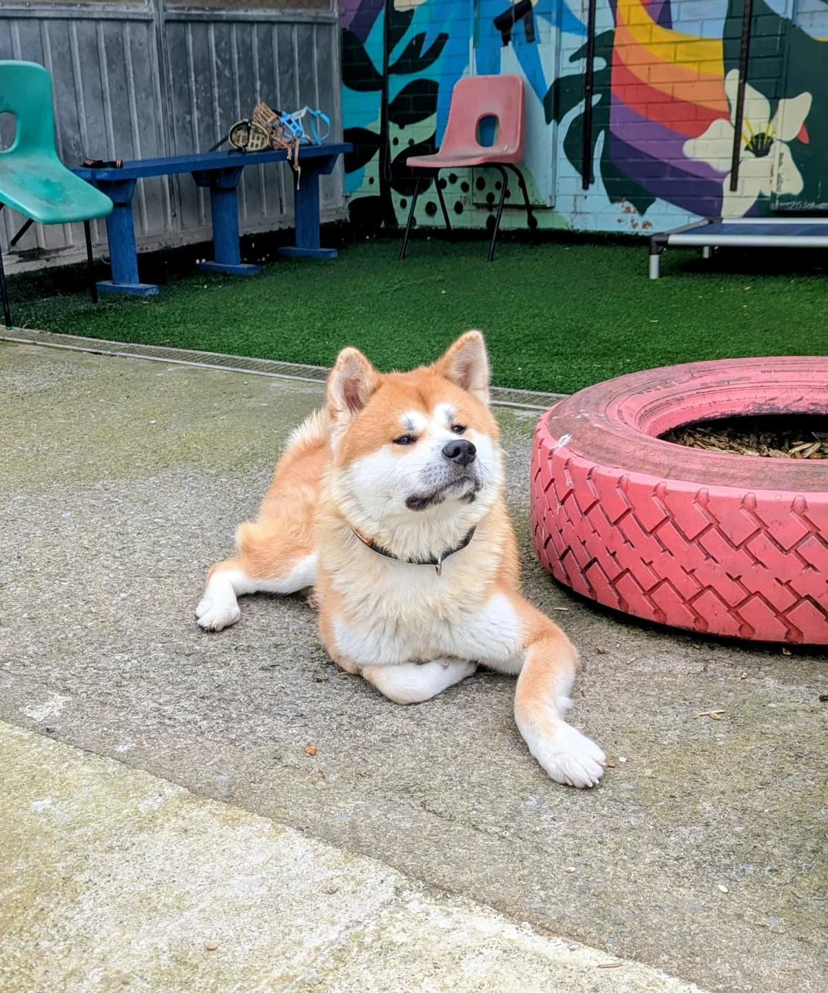 Loki, fawn male Akita for adoption at Bristol Animal Rescue Centre, Bristol — photo 3 of 32