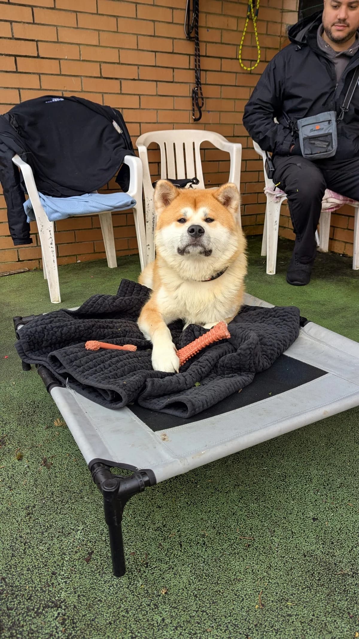 Loki, fawn male Akita for adoption at Bristol Animal Rescue Centre, Bristol — photo 4 of 32