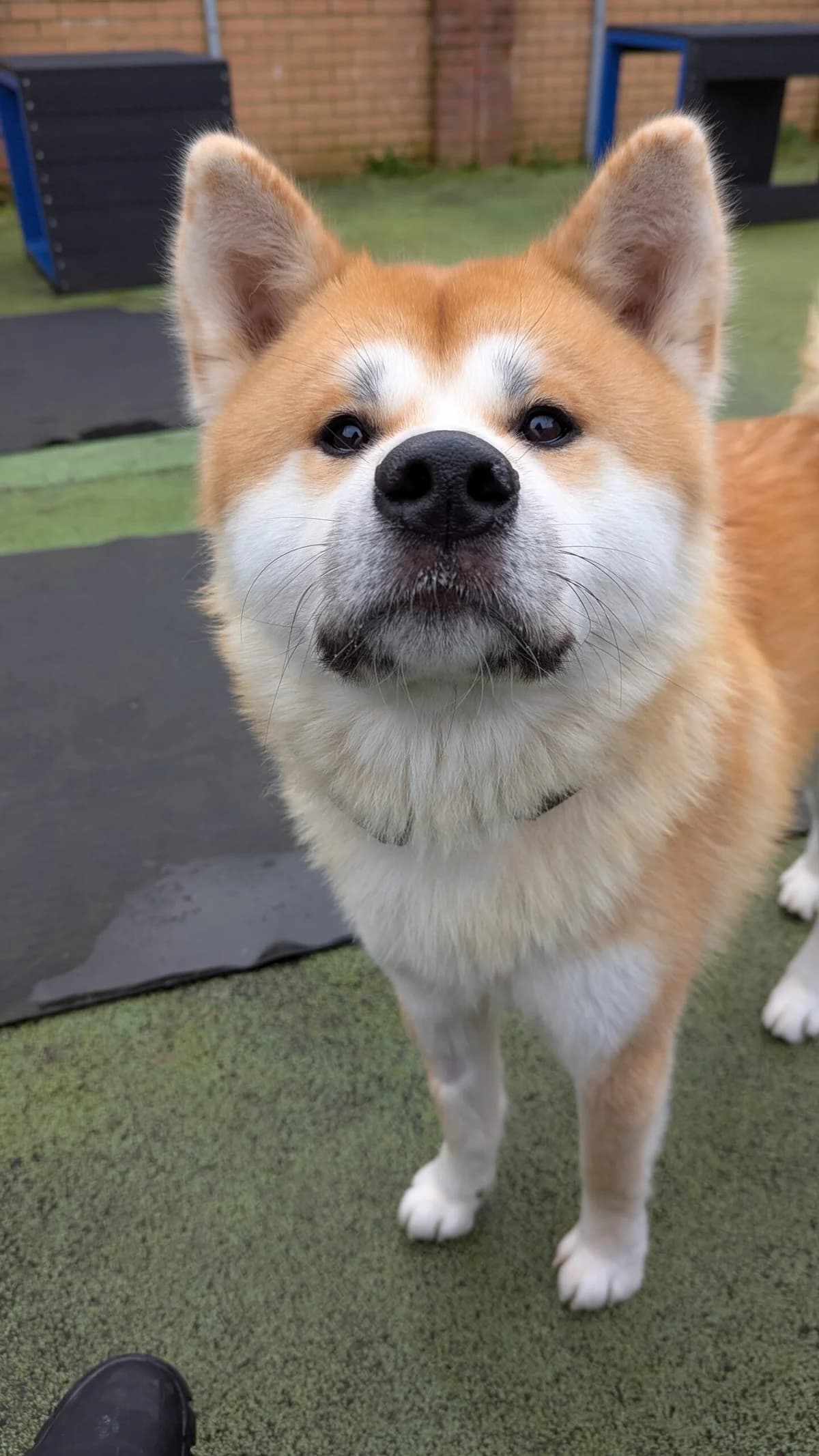 Loki, fawn male Akita for adoption at Bristol Animal Rescue Centre, Bristol — photo 5 of 32