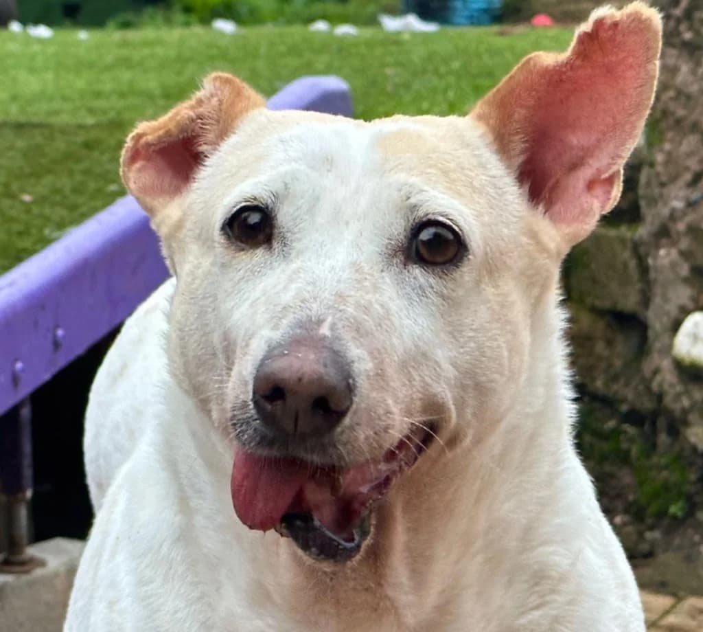 Lola, female mixed breed for adoption at Dogs4Rescue, Manchester