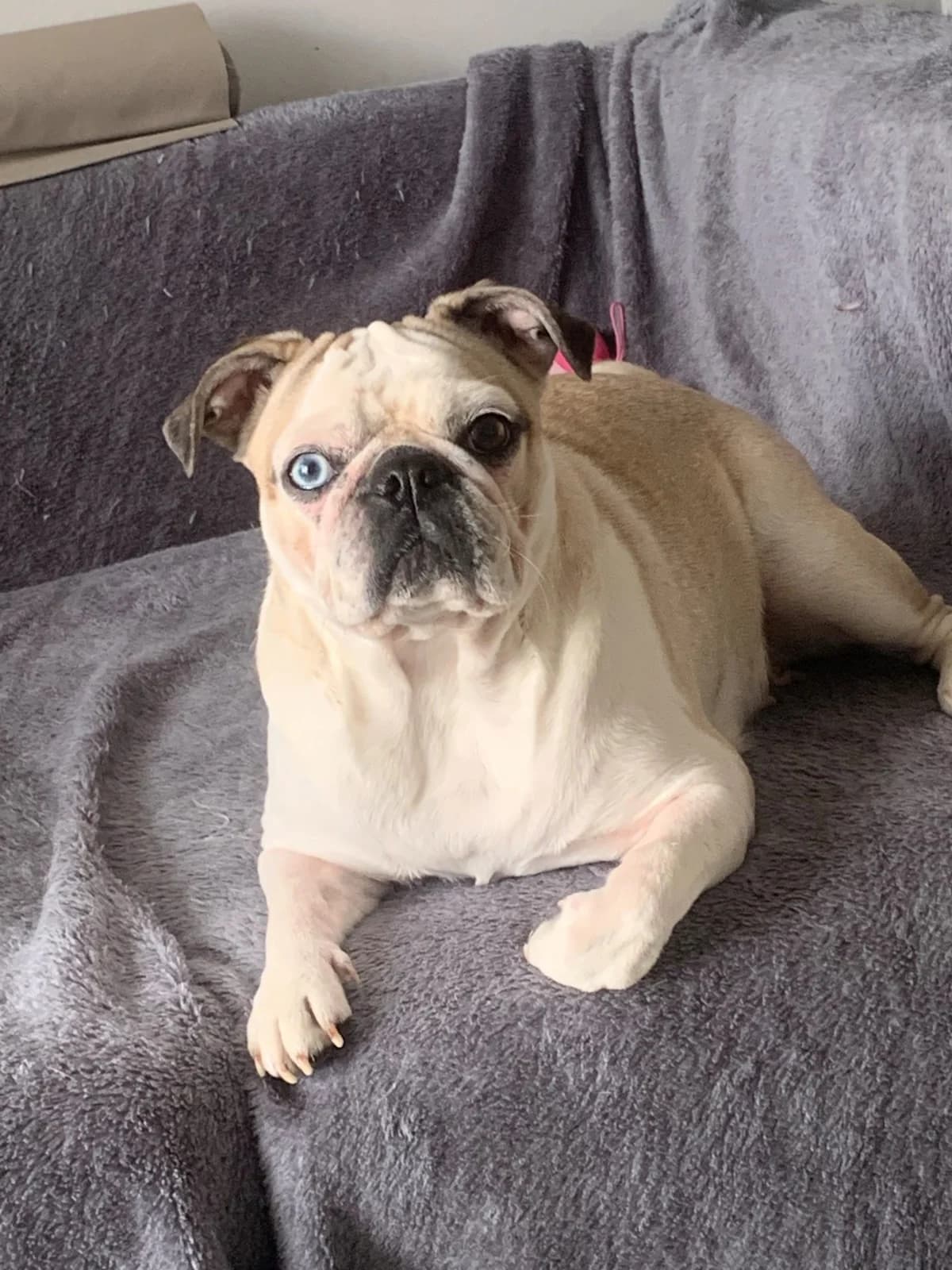 Lola,  (All Dogs Matter)