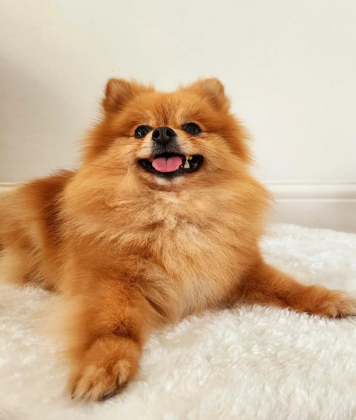 Lola,  (All Dogs Matter)