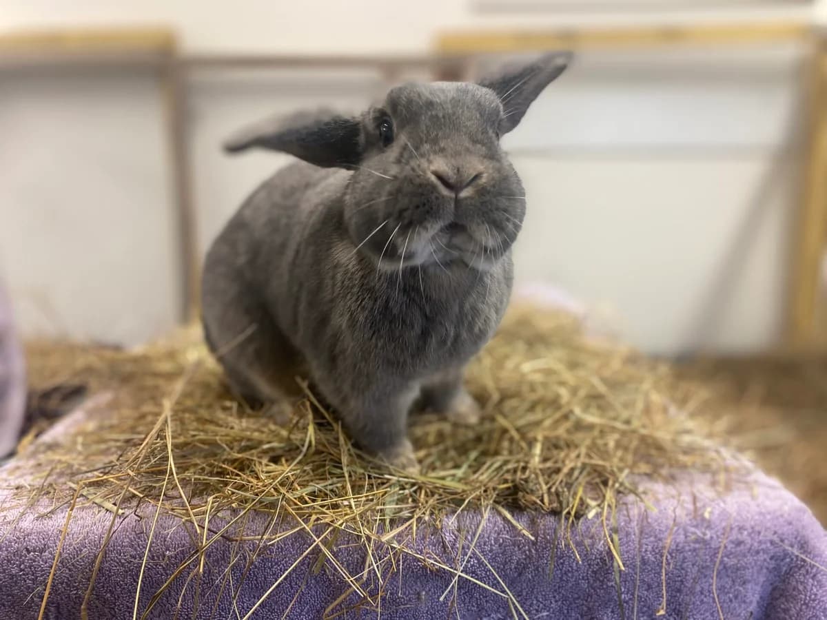 Lola, female 4yo Mixed Breed Rabbit for adoption at Woodgreen Pets Charity