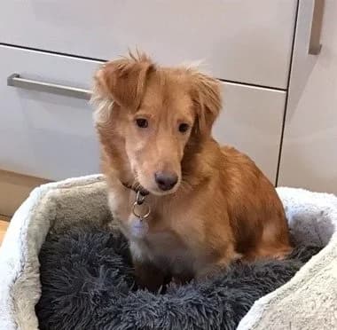 Lorelei, female young mixed breed for adoption at All Dogs Matter, London