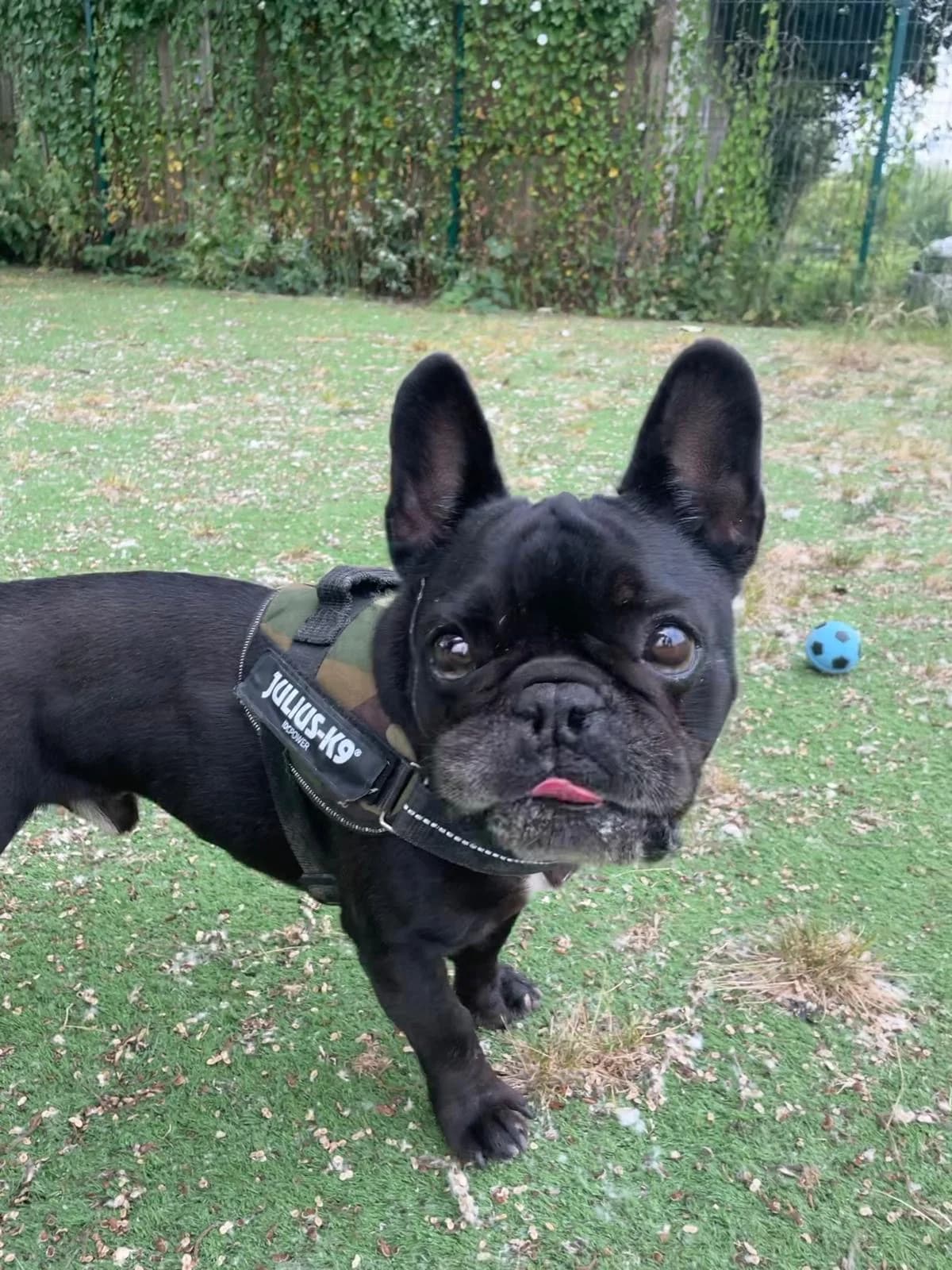 Louis,  (All Dogs Matter)