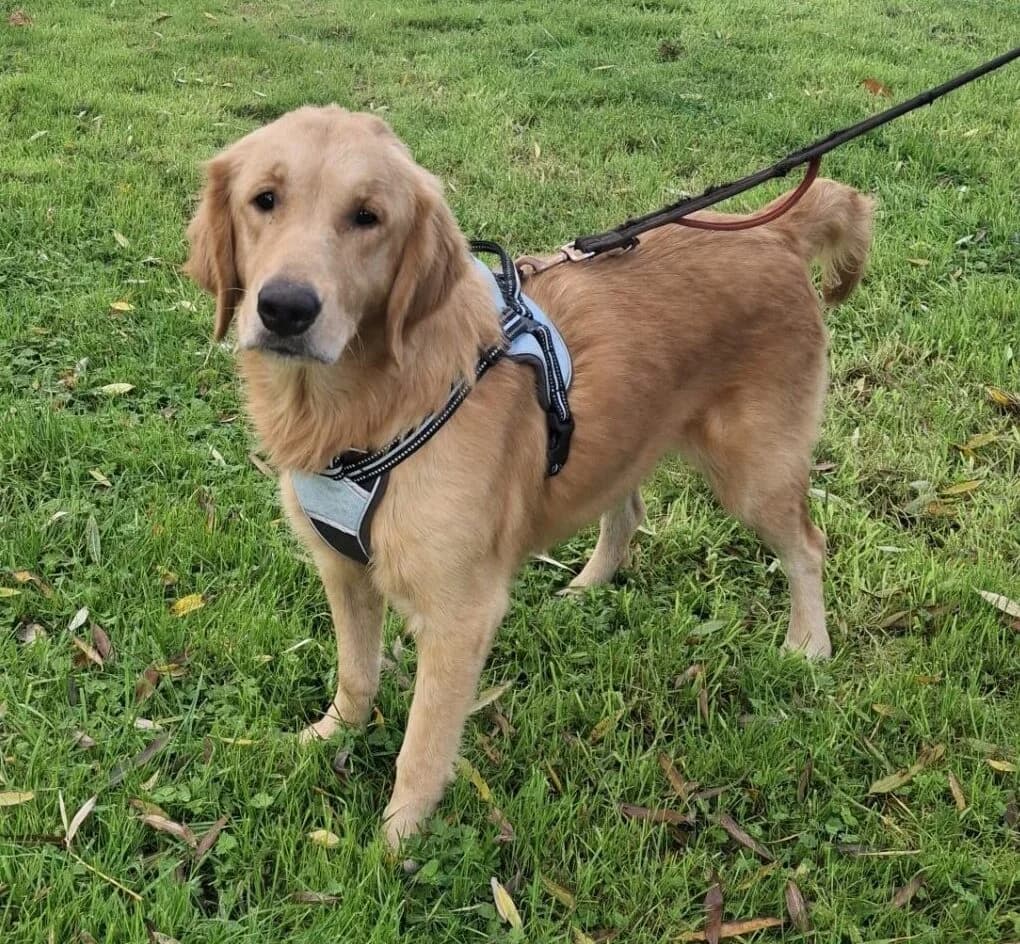 Louisa,  (All Dogs Matter)