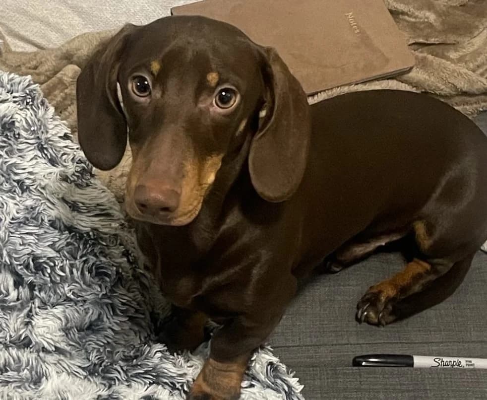 Luca,  (All Dogs Matter)
