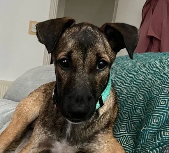 Lucia,  (All Dogs Matter)