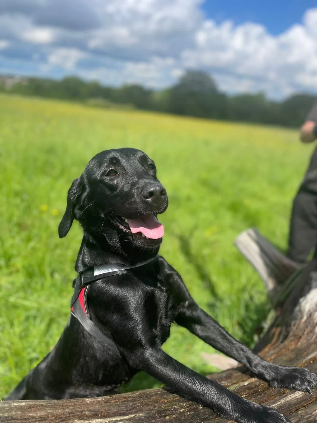 Lucie Lou,  (All Dogs Matter)