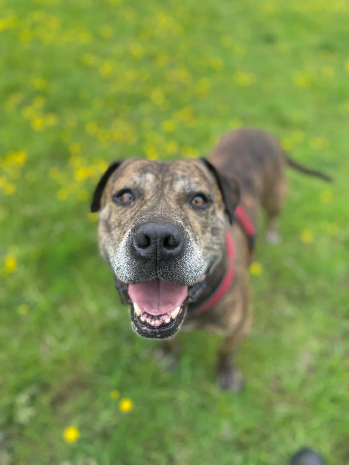 Lucy,  (All Dogs Matter)