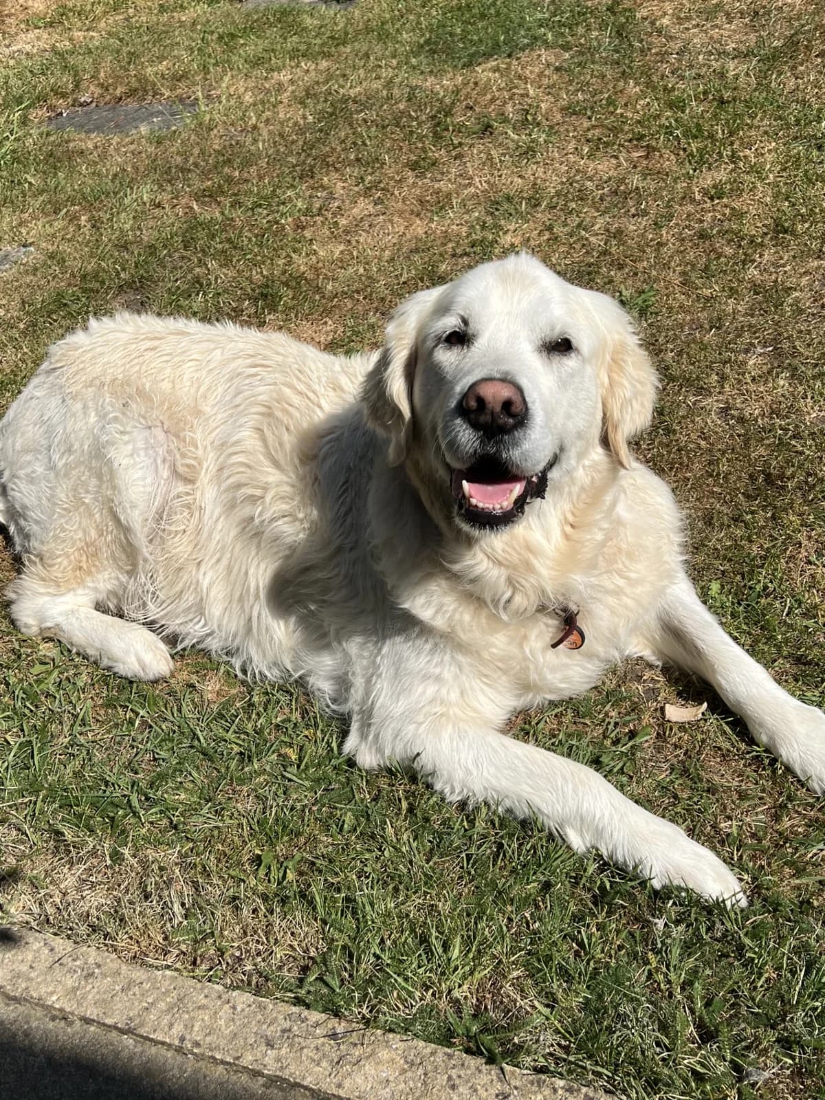 Lucy,  (All Dogs Matter)