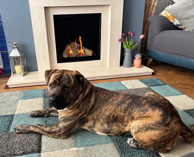 Luigi, male young Mixed Breed for adoption at Woodgreen Pets Charity