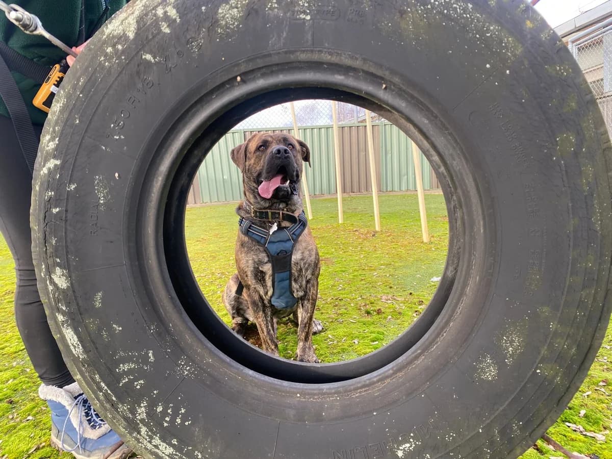 Luigi, Mixed Breed for adoption at Wood Green, London